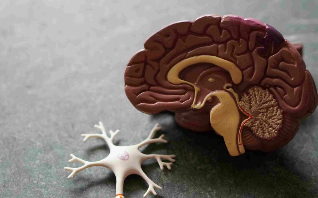 Why the Gut is Called the “Second Brain”