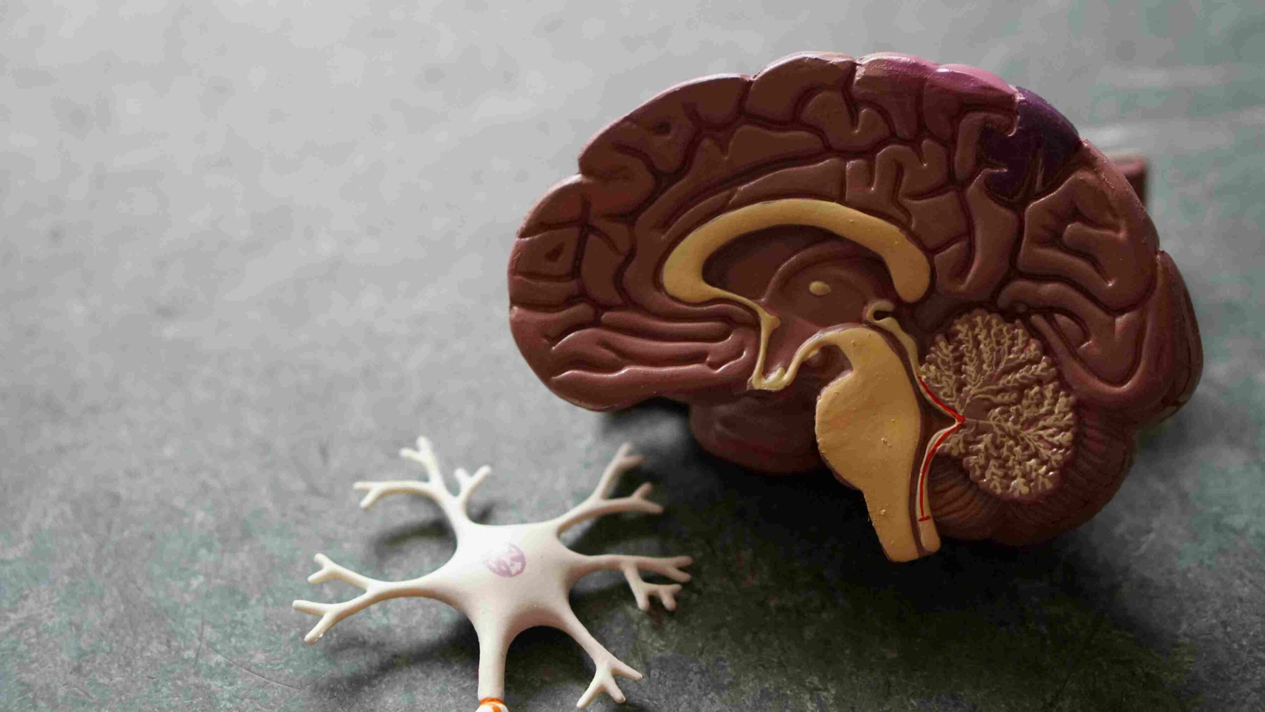 19_The gut-brain axis connects digestive health to mental well-being. Why the Gut is Called the "Second Brain"